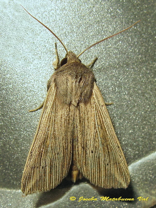 Mythimna impura? No, Mythimna riparia, Noctuidae